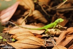 Andes Anole