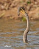 Anhinga