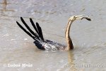 Anhinga africà