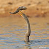 Anhinga americà