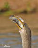 Anhinga americà