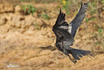 Anhinga d'Amérique