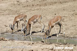 Antelope Impala