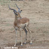 Antelope Impala