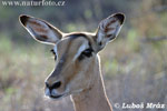 Antelope Impala