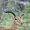 Antelope Impala