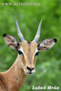 Antelope Impala