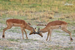 Antelope Impala