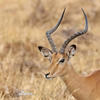 Antelope Impala