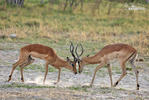 Antelope Impala