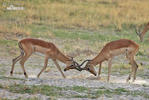 Antelope Impala