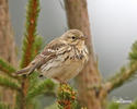 Anthus pratensis