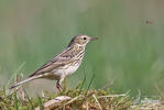 Anthus pratensis