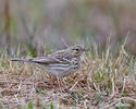 Anthus pratensis
