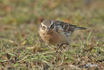 Anthus spinoletta