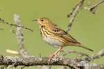 Anthus trivialis