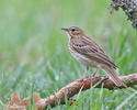 Anthus trivialis