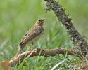 Anthus trivialis