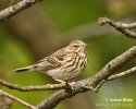 Anthus trivialis