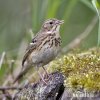 Anthus trivialis