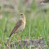 Anthus vaalensis