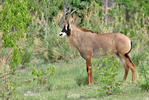 Antilope roana