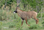 antilope rouanne