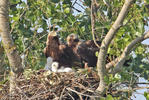 Aquila heliaca