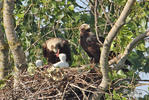 Aquila heliaca