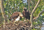 Aquila heliaca