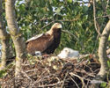 Aquila heliaca