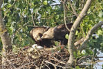 Aquila heliaca