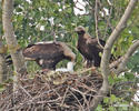 Aquila heliaca