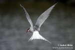 Arctic tern