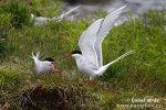 Arctic tern