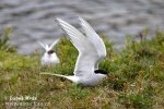 Arctic tern