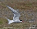 Arctic tern