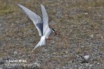 Arctic tern