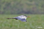 Ardea cocoi