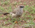 Arrow-marked Arrowmarked Babbler