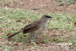 Arrow-marked Arrowmarked Babbler