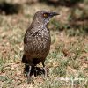 Arrow-marked Arrowmarked Babbler