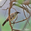 Arrow-marked Arrowmarked Babbler