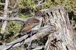 Ash-throated Flycatcher