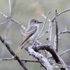 Ash-throated Flycatcher