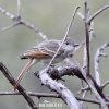 Ash-throated Flycatcher