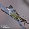 Ash-throated Flycatcher