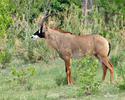 astergemsbok