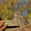 Athene noctua