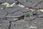 Atlantic Lizard